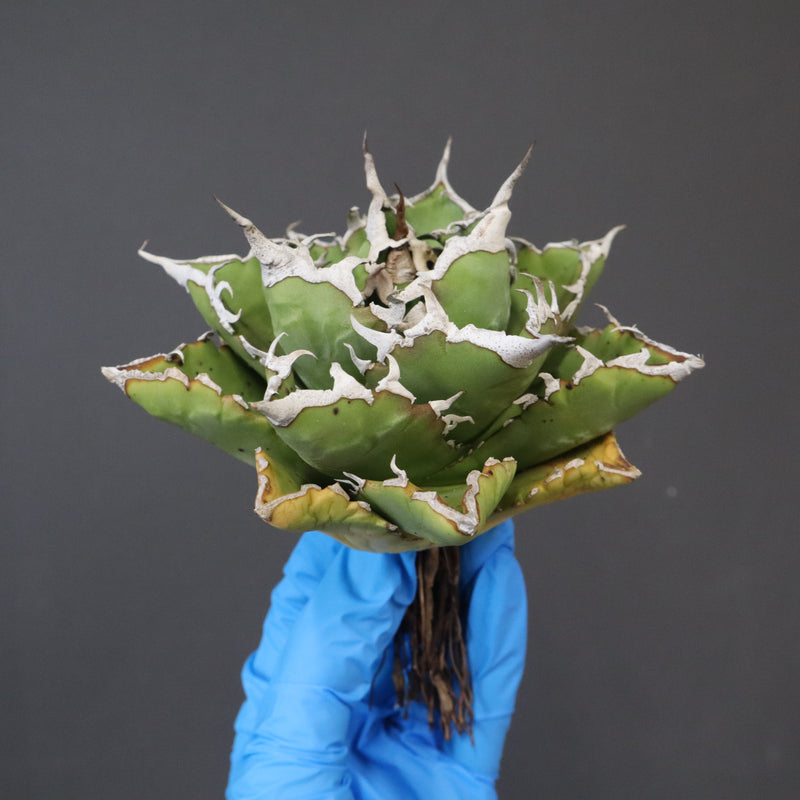 【DRAGON AGAVE】アガベ 精品 狂刺夕映 EC1154