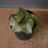 E.フランコイシー（実生）　EC2026