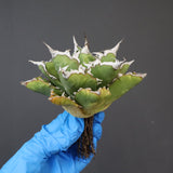 【DRAGON AGAVE】アガベ 精品 狂刺夕映 EC1154