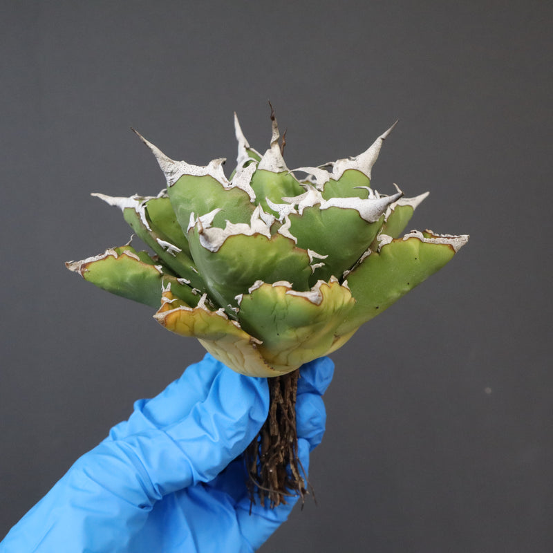 【DRAGON AGAVE】アガベ 精品 狂刺夕映 EC1154