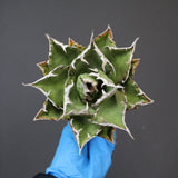 【DRAGON AGAVE】アガベ 精品 狂刺夕映 EC1154