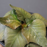 E.フランコイシー（実生）　EC2026