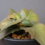 E.フランコイシー（実生）　EC2026