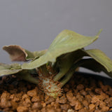 E.フランコイシー（実生）　EC2026