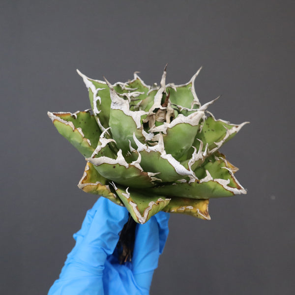 【DRAGON AGAVE】アガベ 精品 狂刺夕映 EC1154