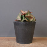 E.フランコイシー（実生）　EC2025