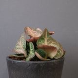 E.フランコイシー（実生）　EC2025