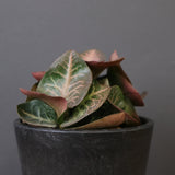 E.フランコイシー（実生）　EC2025