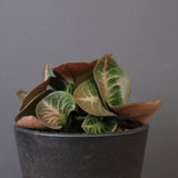 E.フランコイシー（実生）　EC2025