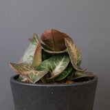 E.フランコイシー（実生）　EC2025