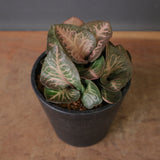 E.フランコイシー（実生）　EC2025