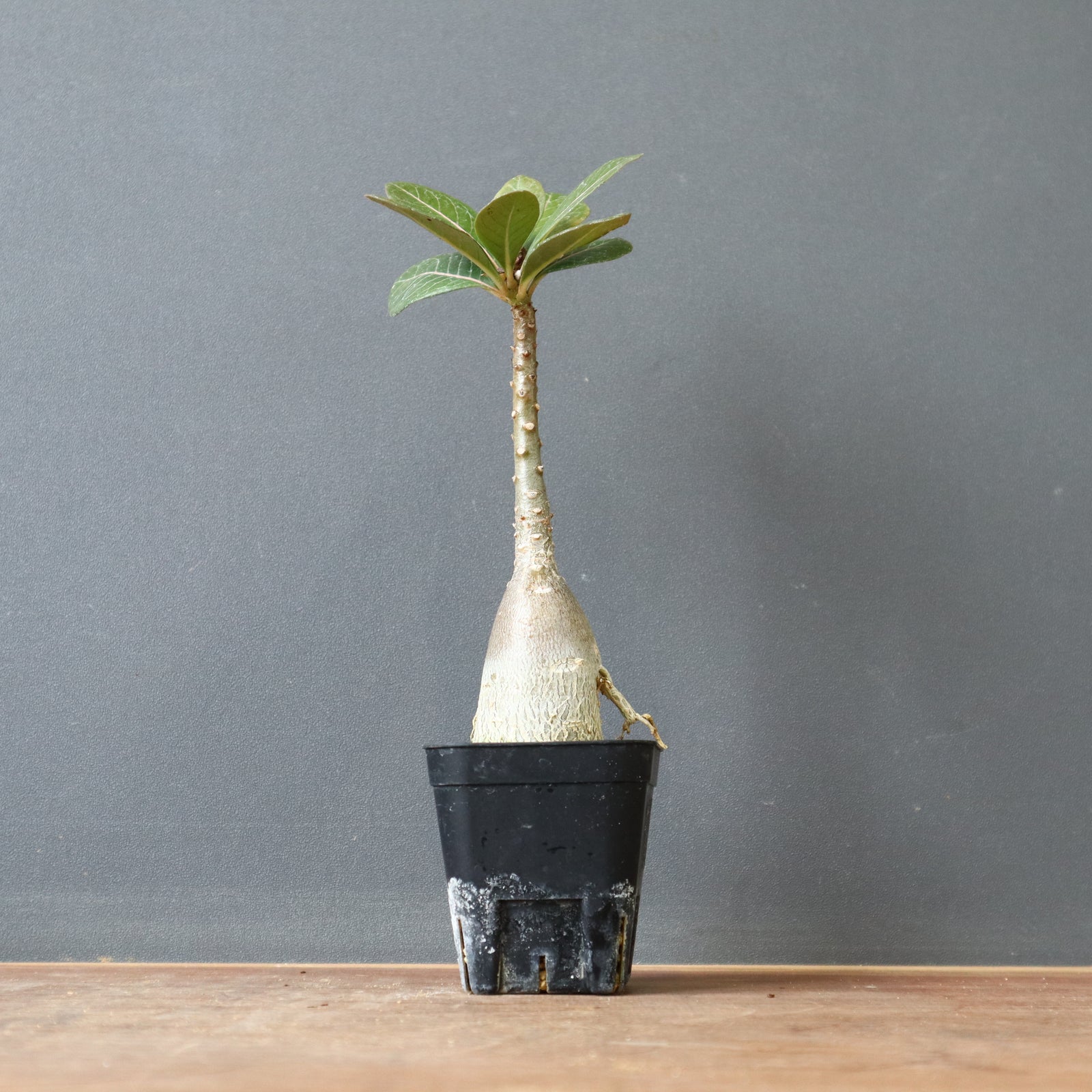 ［01］アデニュウムソコトラナム原種実生(ホンソコ) アデニウム・ソコトラナム 実生 こちらタイの実生になります