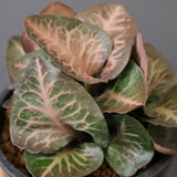 E.フランコイシー（実生）　EC2025