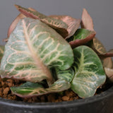 E.フランコイシー（実生）　EC2025