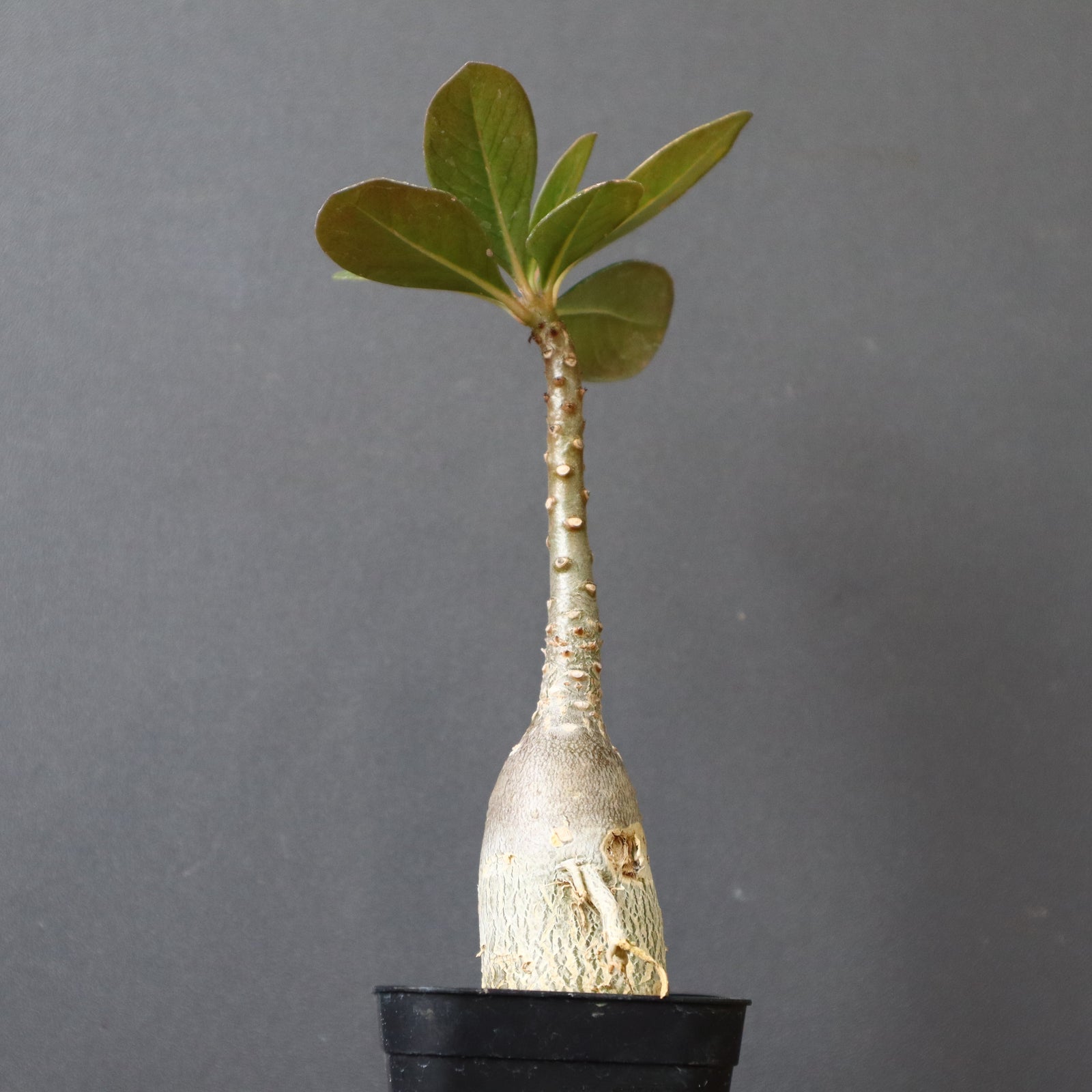 A.ソコトラナム（実生）EC718 – TaiShoDo ONLINE SHOP