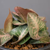 E.フランコイシー（実生）　EC2025