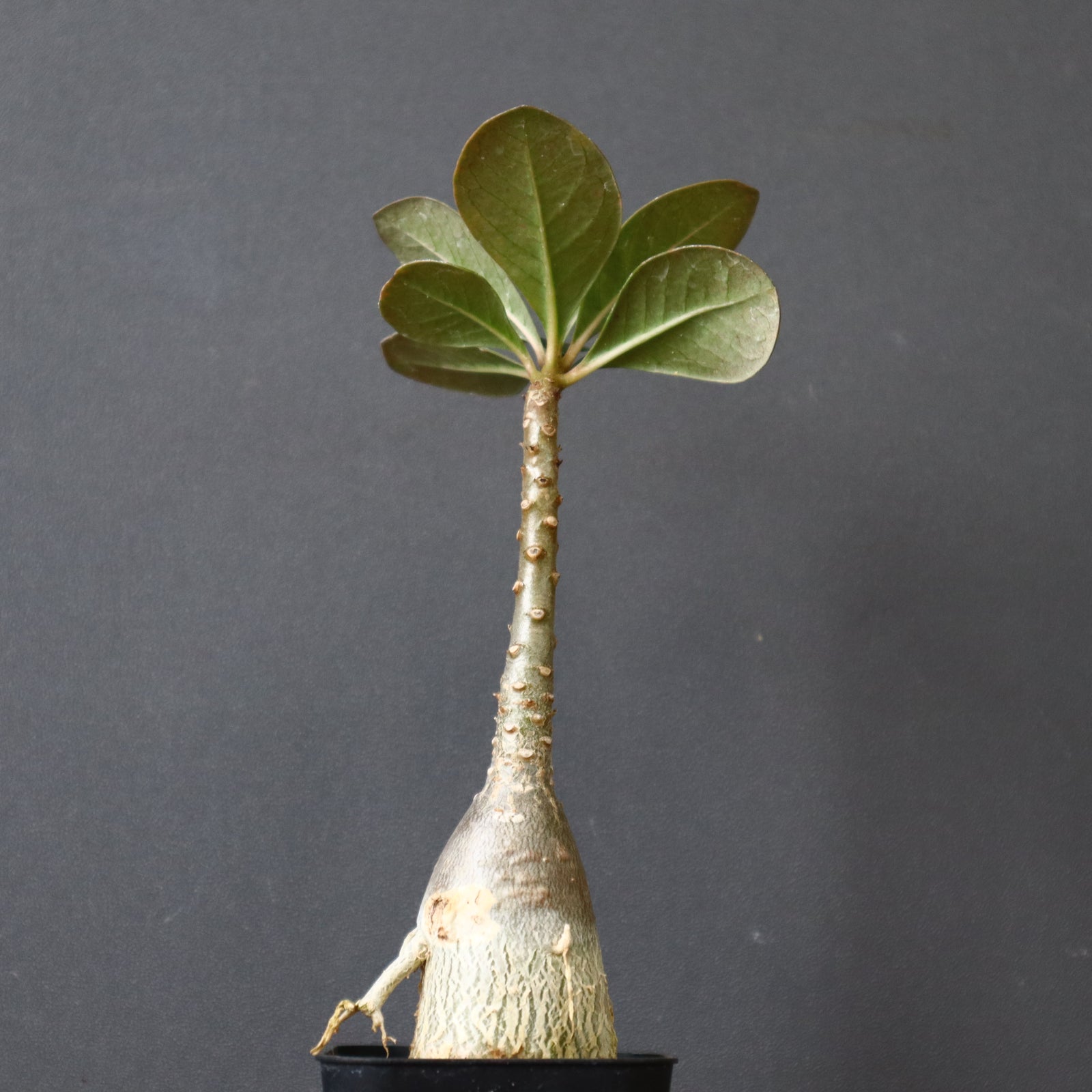 【貴重】【実生株】アデニウム・ソコトラナム　砂漠の薔薇 砂漠のバラの種 砂漠のバラの苗