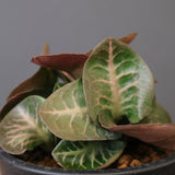 E.フランコイシー（実生）　EC2025