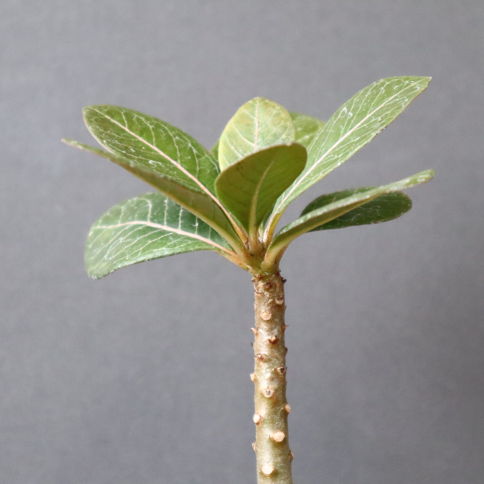 A.ソコトラナム（実生）EC718 – TaiShoDo ONLINE SHOP