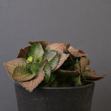 E.フランコイシー（実生）　EC2024