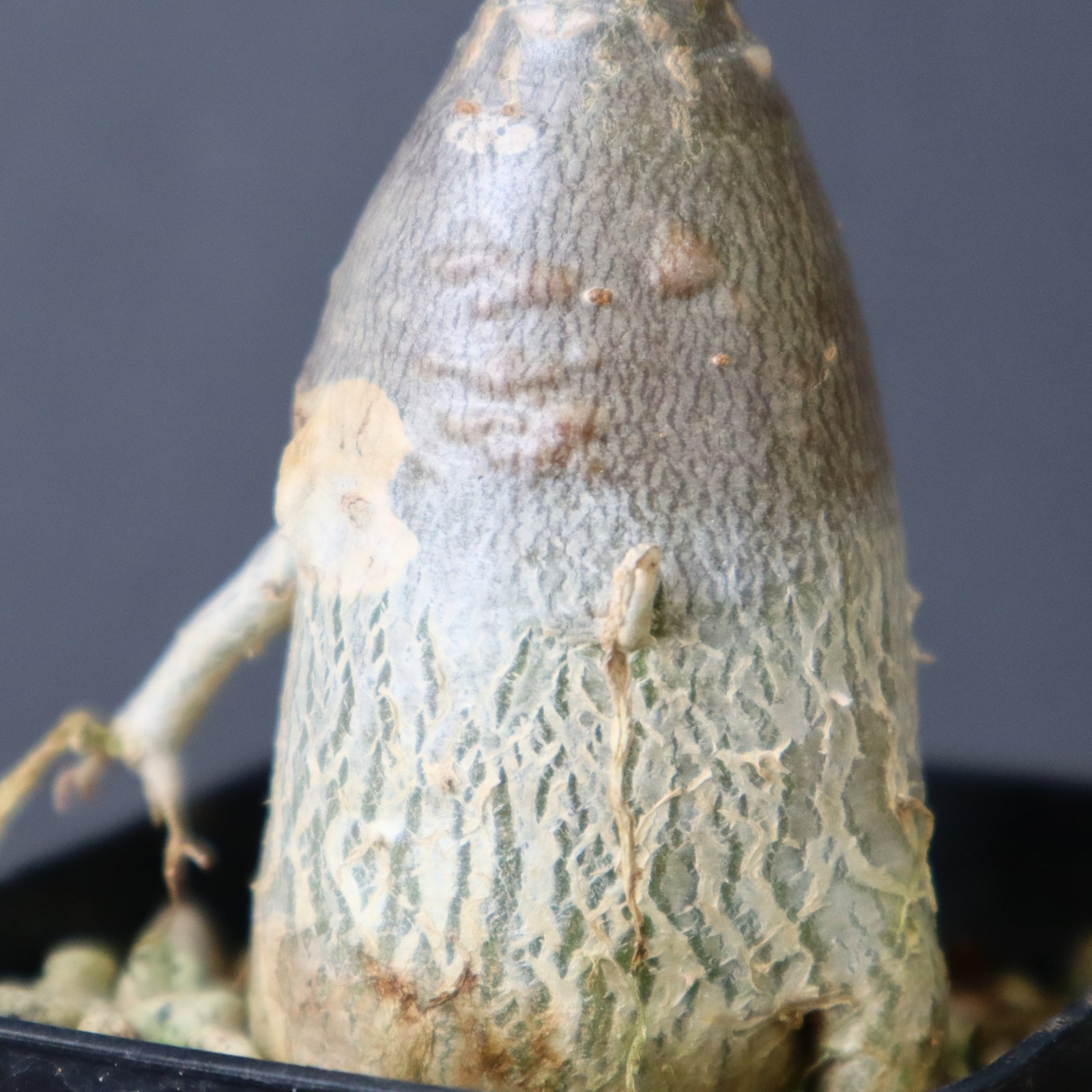 A.ソコトラナム（実生）EC718 – TaiShoDo ONLINE SHOP