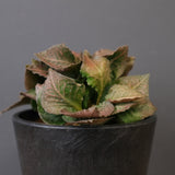 E.フランコイシー（実生）　EC2024