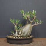 P.グラキリス 1143