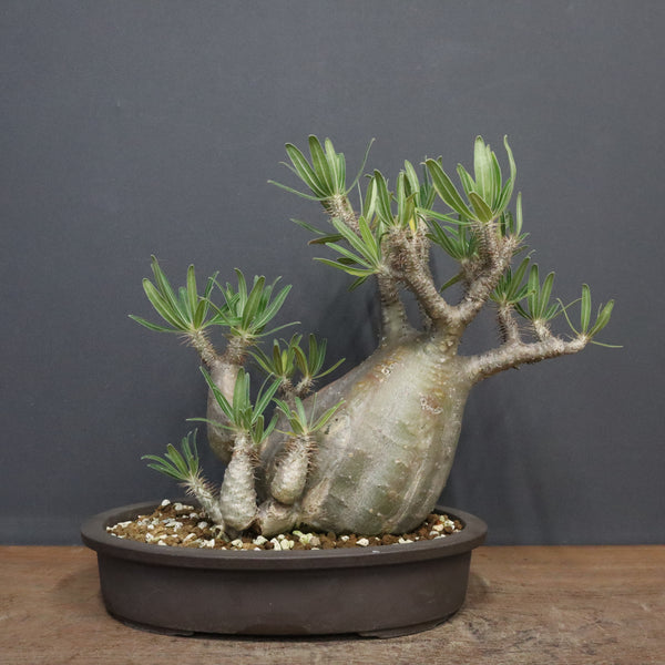 P.グラキリス 1143