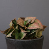 E.フランコイシー（実生）　EC2024