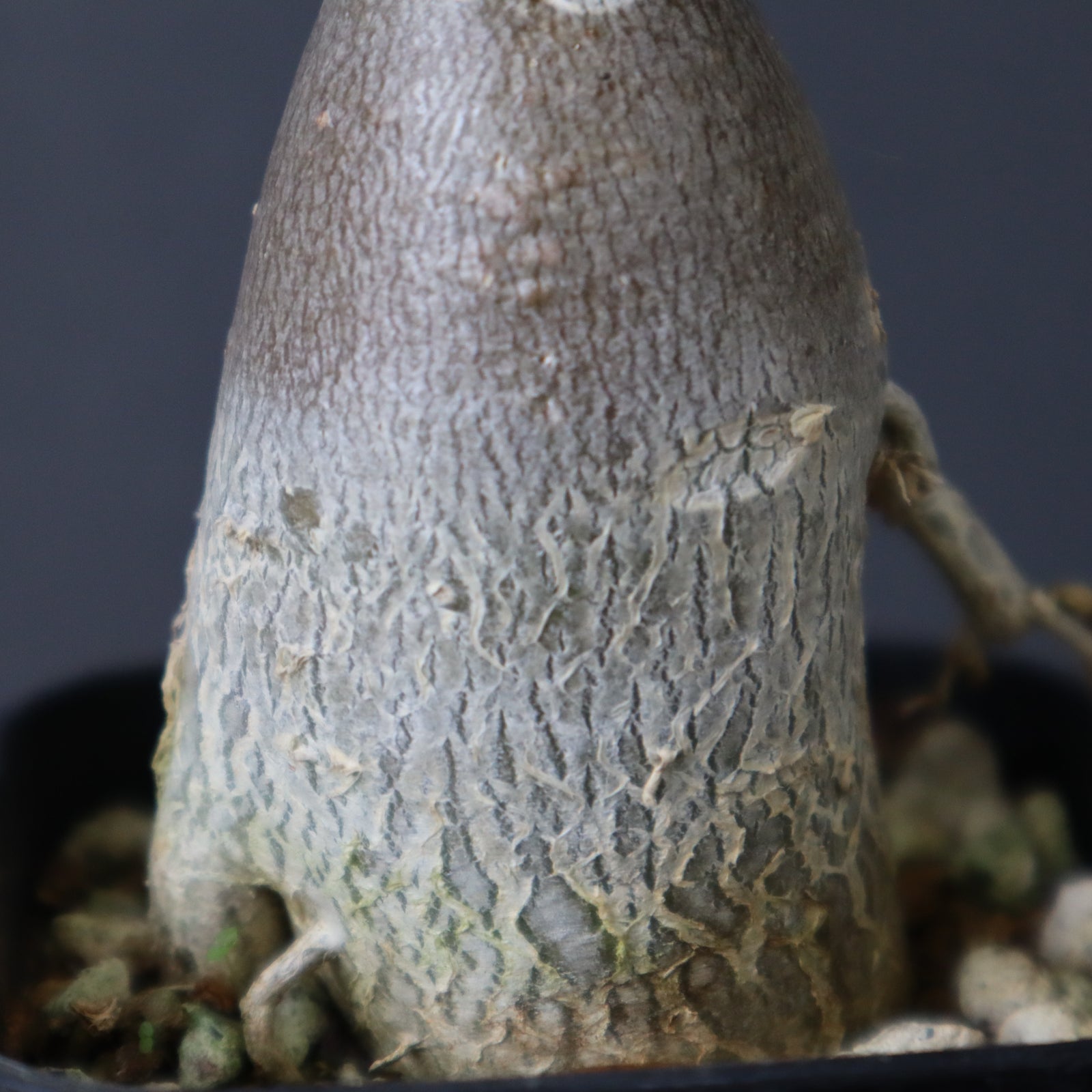 A.ソコトラナム（実生）EC718 – TaiShoDo ONLINE SHOP