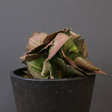 E.フランコイシー（実生）　EC2024