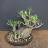 P.グラキリス 1143