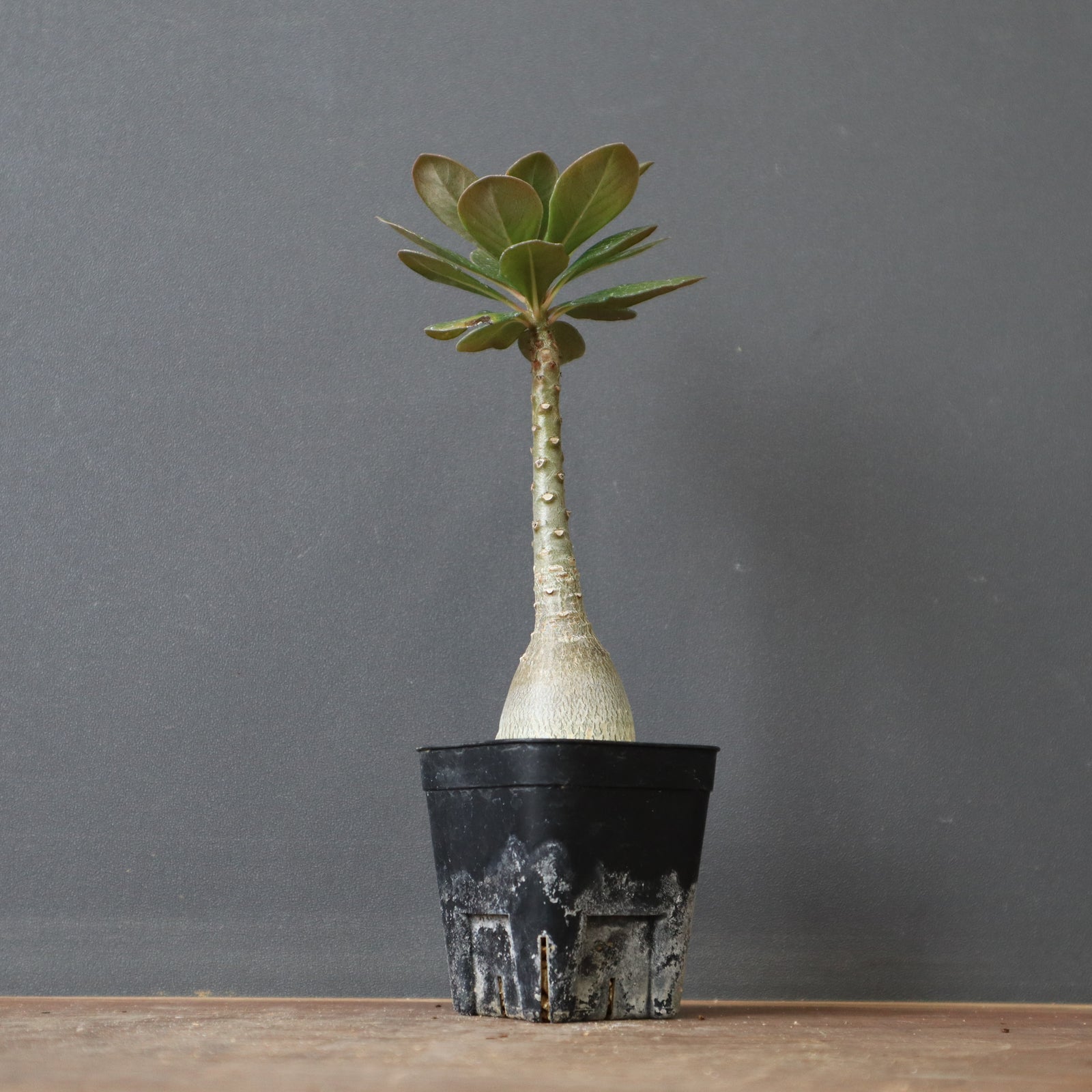 【極美株】アデニウム ソコトラナム 選抜株/ Adeniumsocotranu 極美株】アデニウム ソコトラナム 選抜株/ Adeniumsocotranu 極