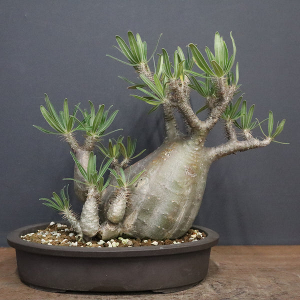 パキポディウム・グラキリス – TaiShoDo ONLINE SHOP