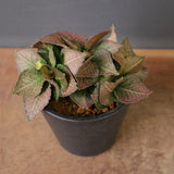 E.フランコイシー（実生）　EC2024