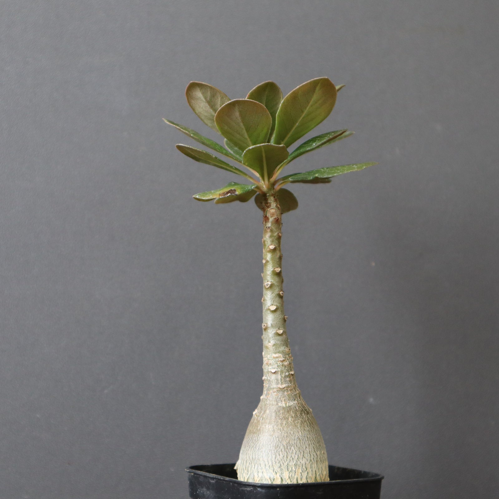 IMG_8860_01240ff3-3c01-4946-