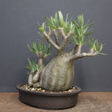 P.グラキリス 1143