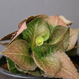 E.フランコイシー（実生）　EC2024