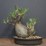 P.グラキリス 1143