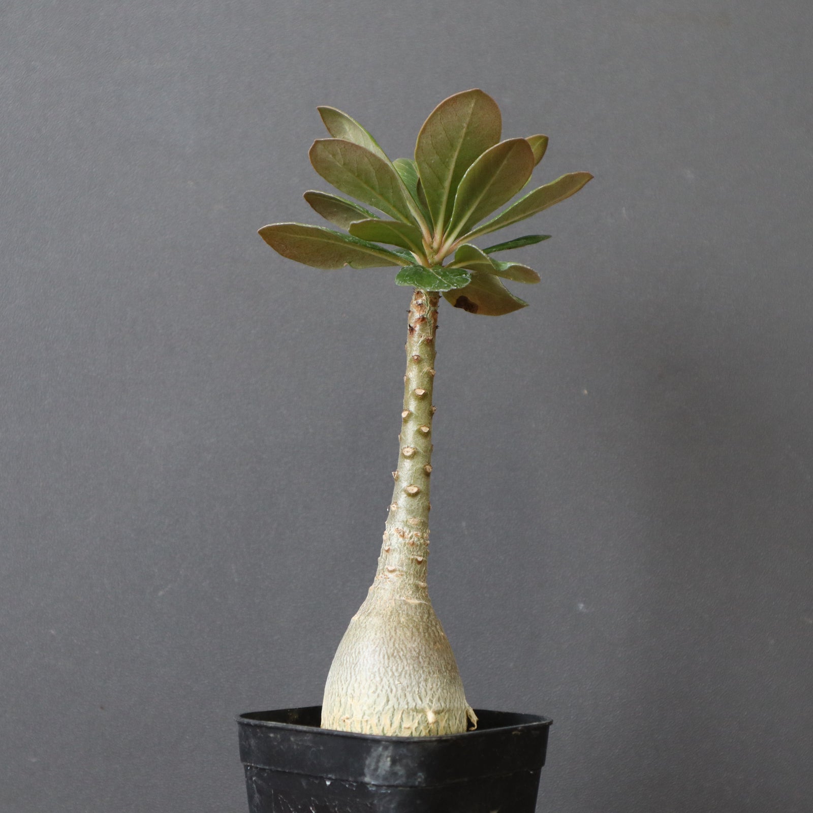 A.ソコトラナム（実生）EC717 – TaiShoDo ONLINE SHOP