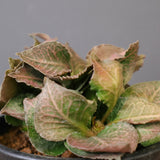 E.フランコイシー（実生）　EC2024