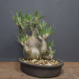 P.グラキリス 1143