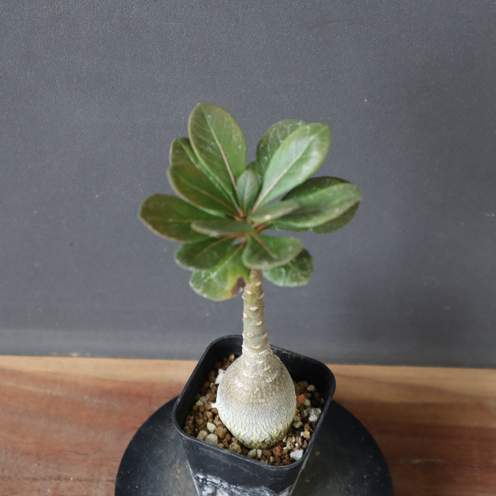 A.ソコトラナム（実生）EC717 – TaiShoDo ONLINE SHOP