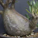 P.グラキリス 1143