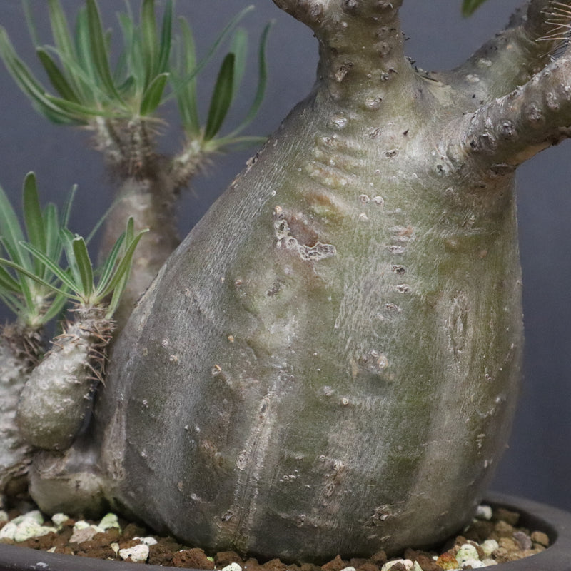 P.グラキリス 1143 – TaiShoDo ONLINE SHOP