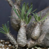 P.グラキリス 1143