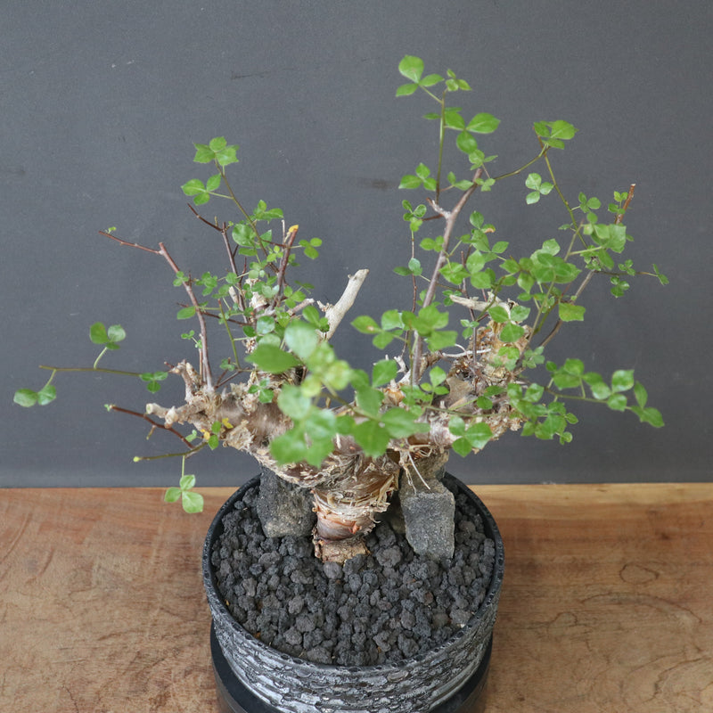 中川智治陶器鉢】コミフォラ 1 – TaiShoDo ONLINE SHOP
