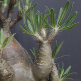 P.グラキリス 1143