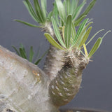 P.グラキリス 1143