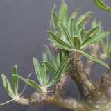 P.グラキリス 1143